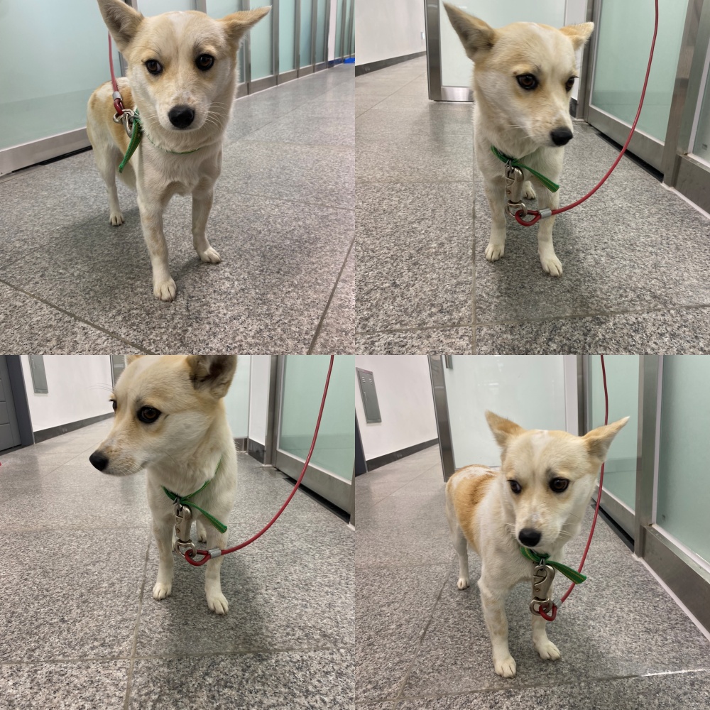 구미시 동물보호센터_447508202501471