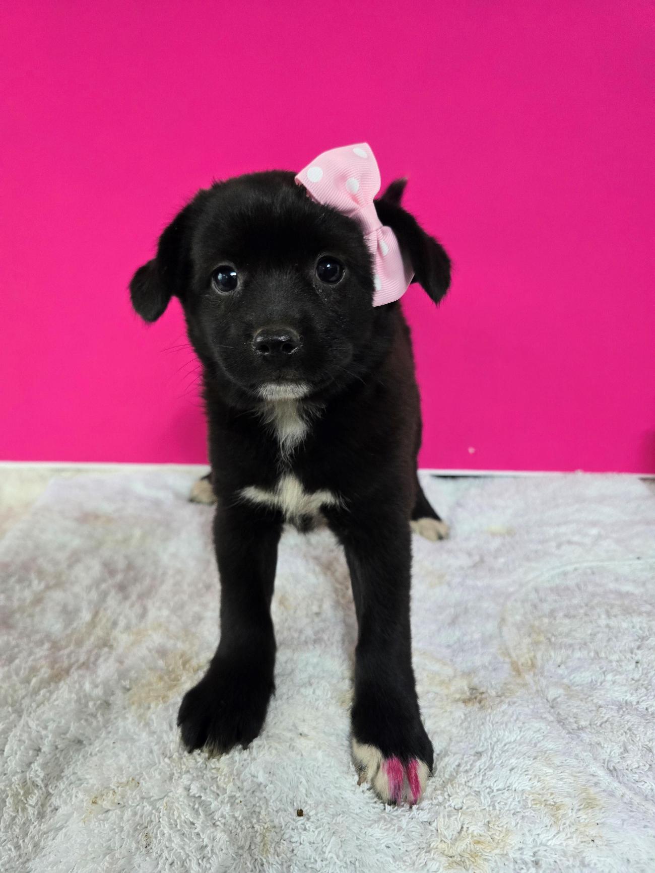 밀양시 동물보호센터_448536202500912