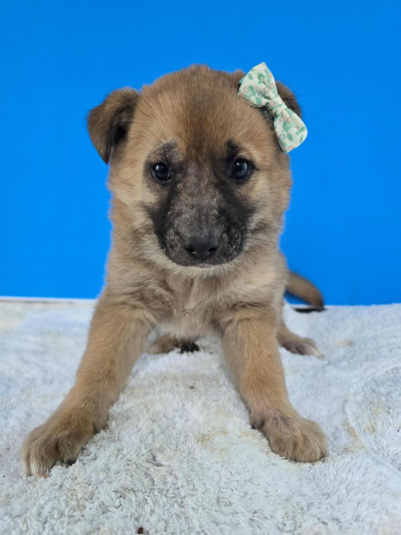 보호중 믹스견의 가…