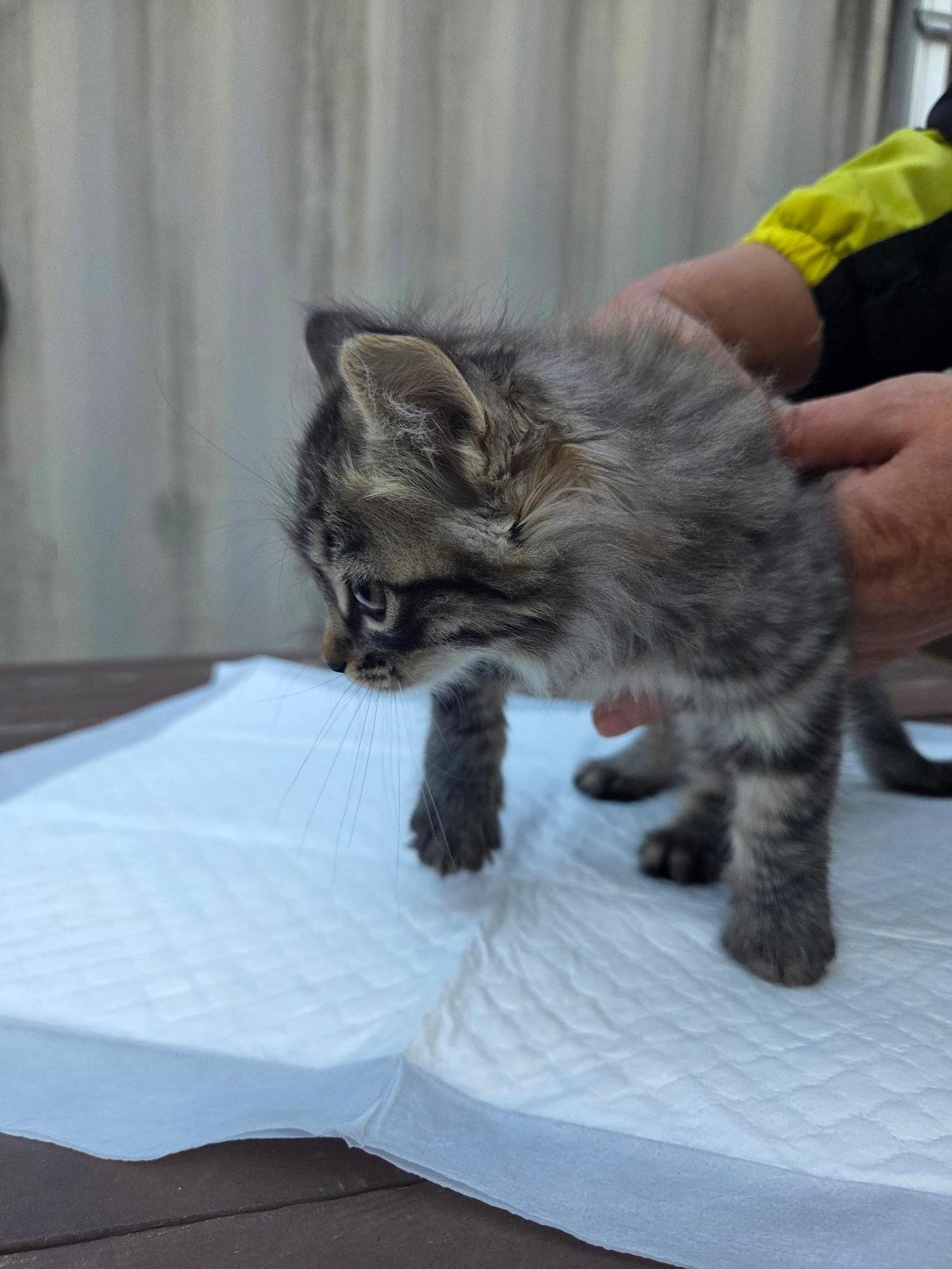 나주유기동물보호센터_446483202501761