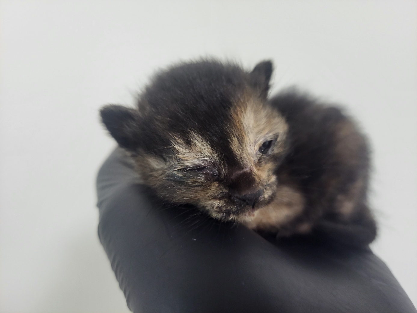 종료(자연사) 한국…