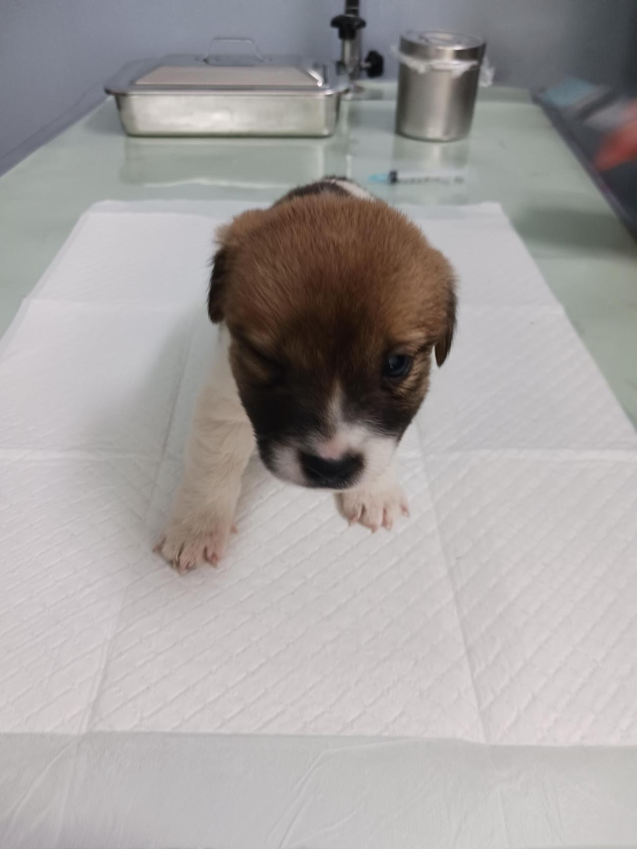 나주유기동물보호센터_446483202501767