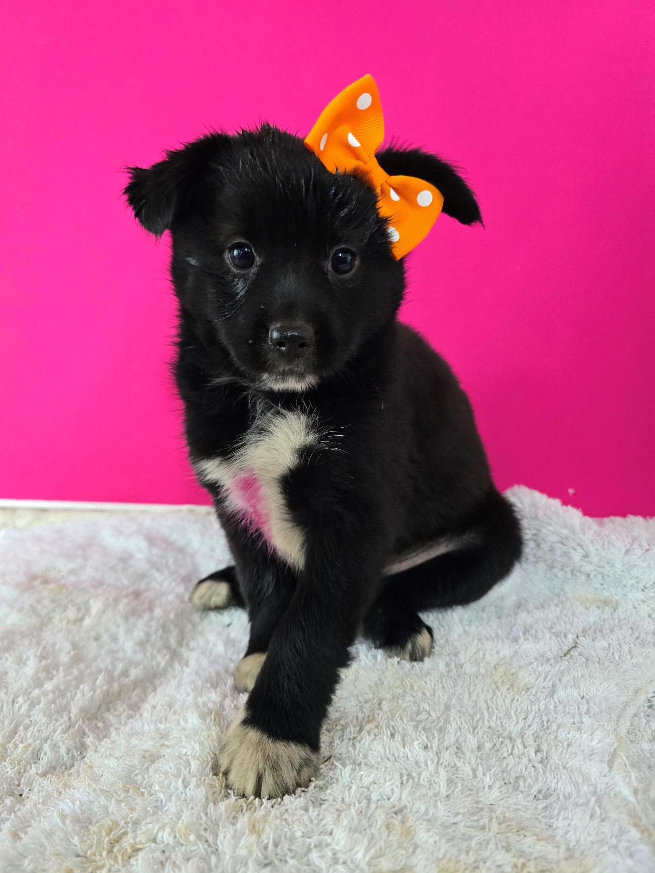 보호중 믹스견의 가…