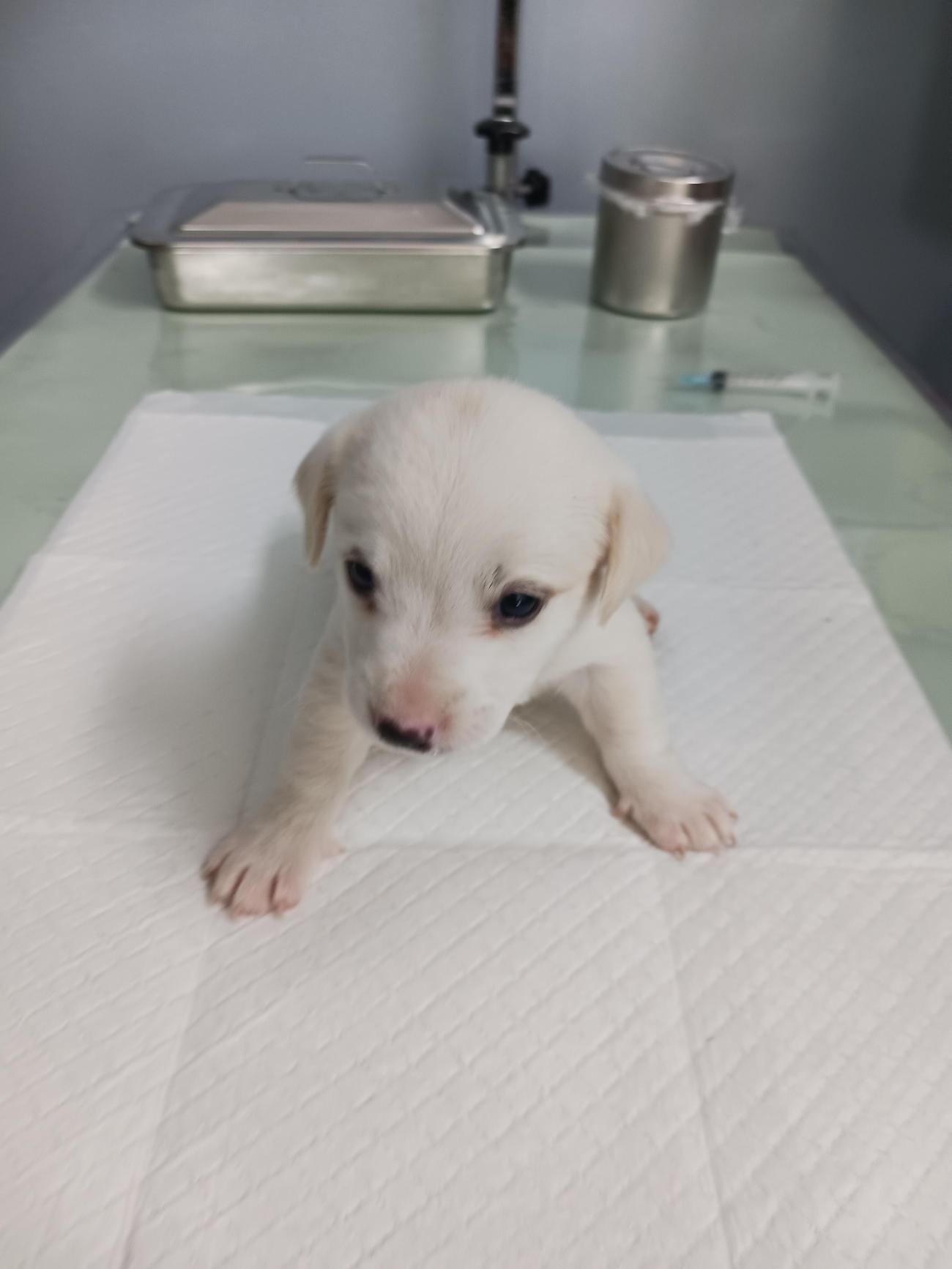 보호중 믹스견의 가…