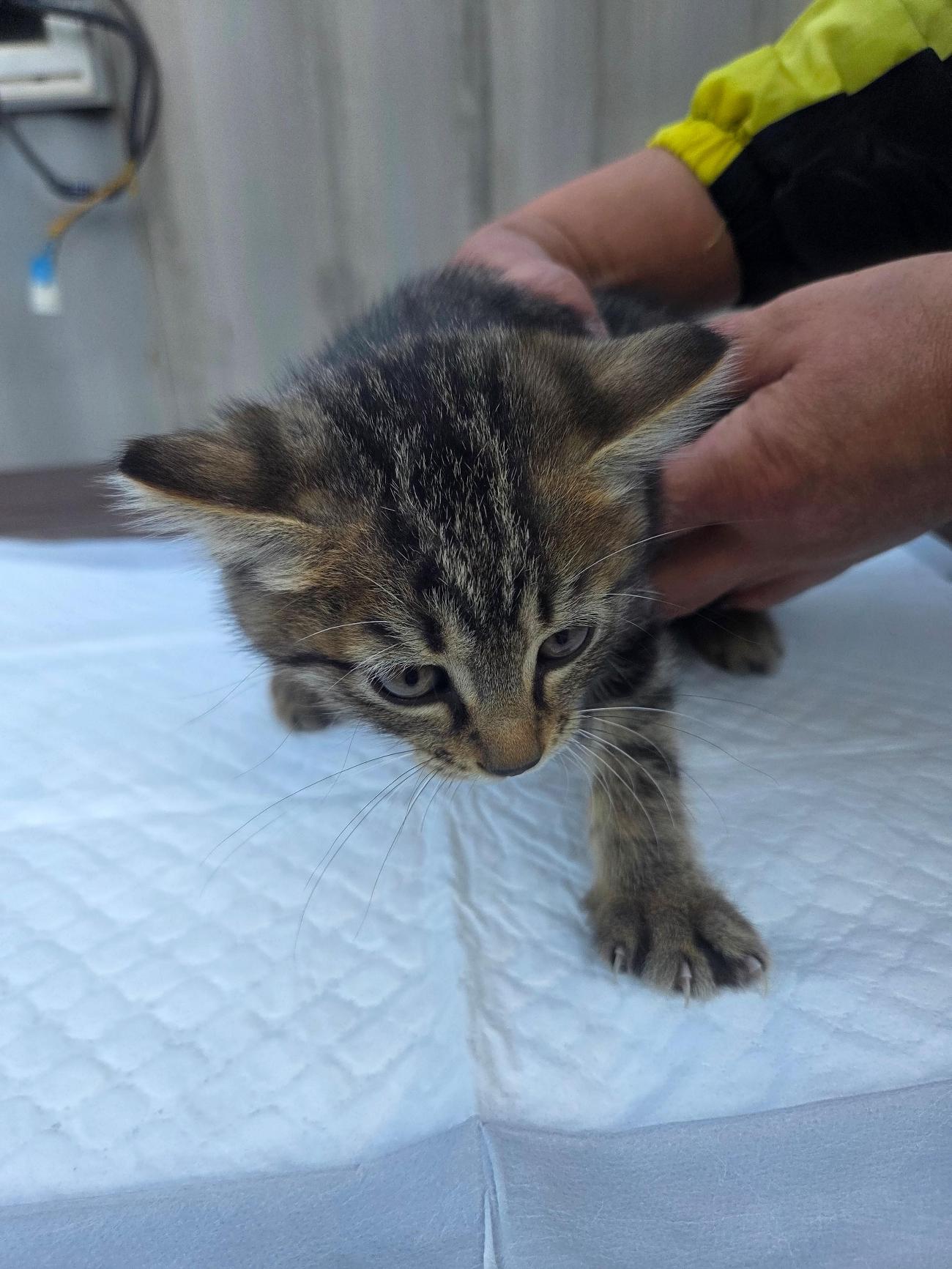 나주유기동물보호센터_446483202501760