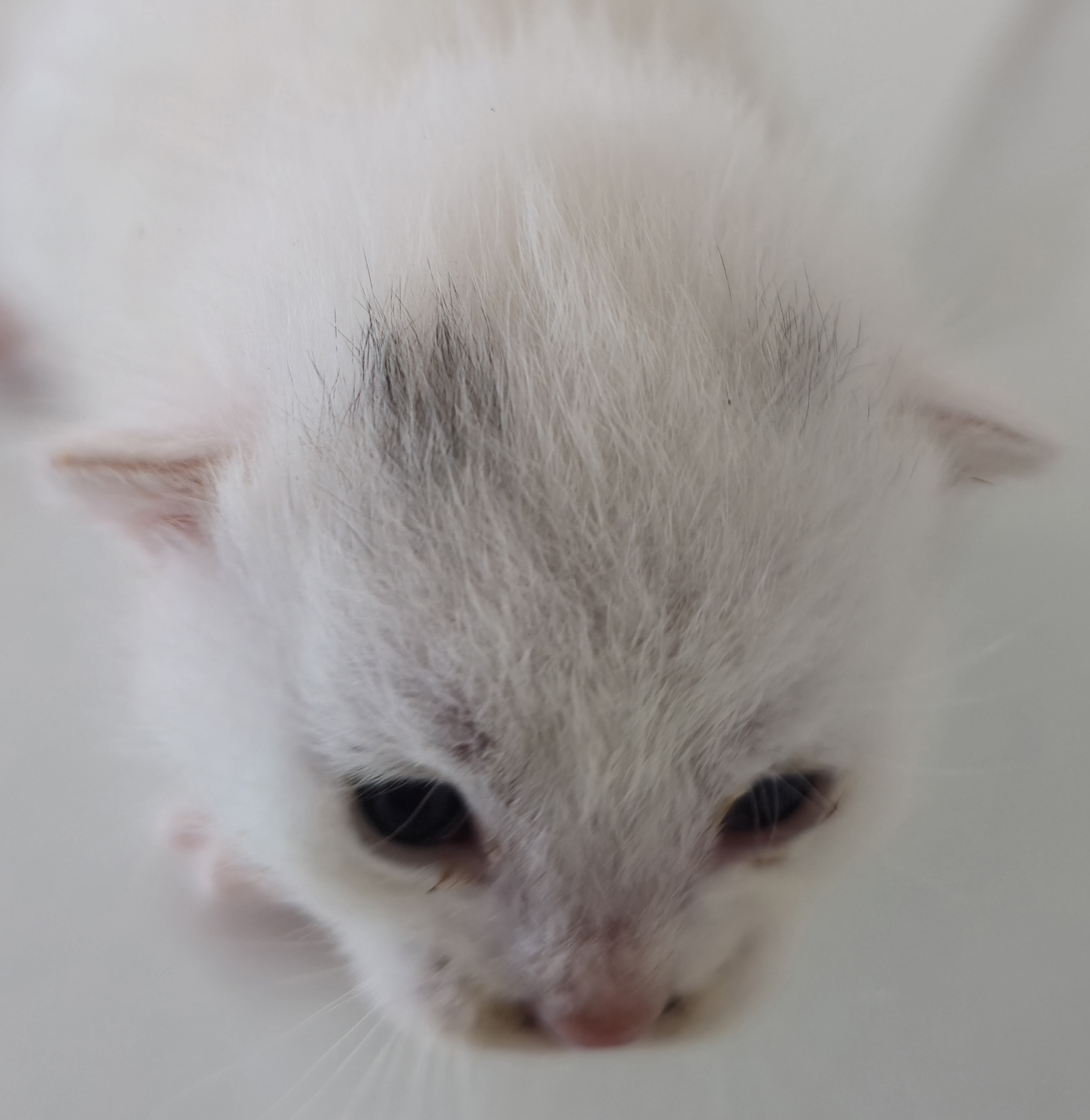 종료(자연사) 믹스…