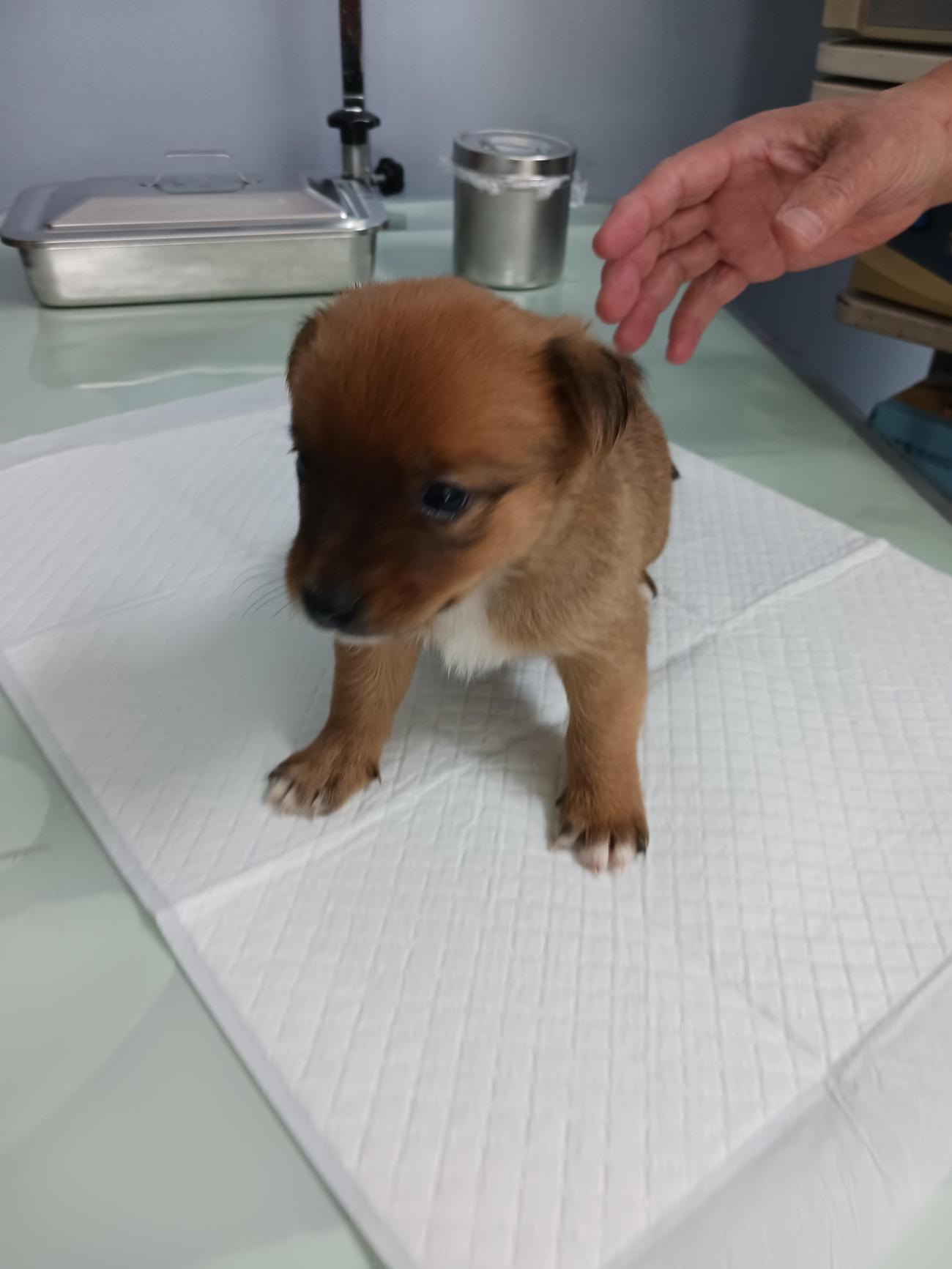 보호중 믹스견의 가…