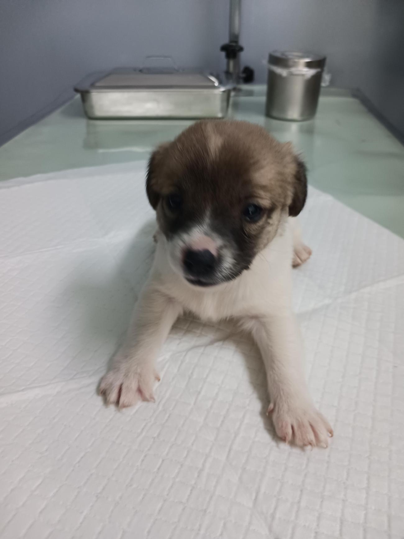 나주유기동물보호센터_446483202501771