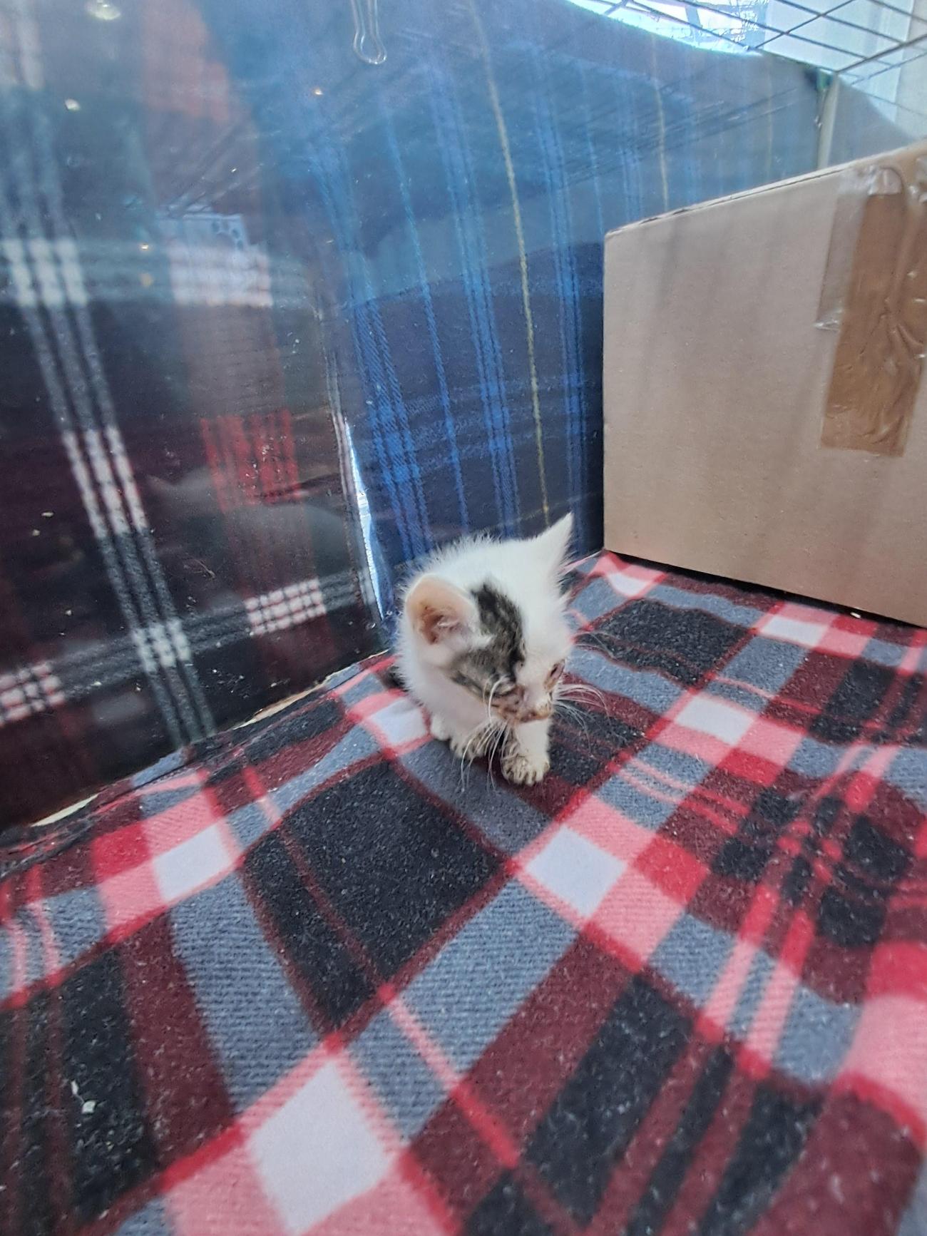 강남동물병원_431370202500817