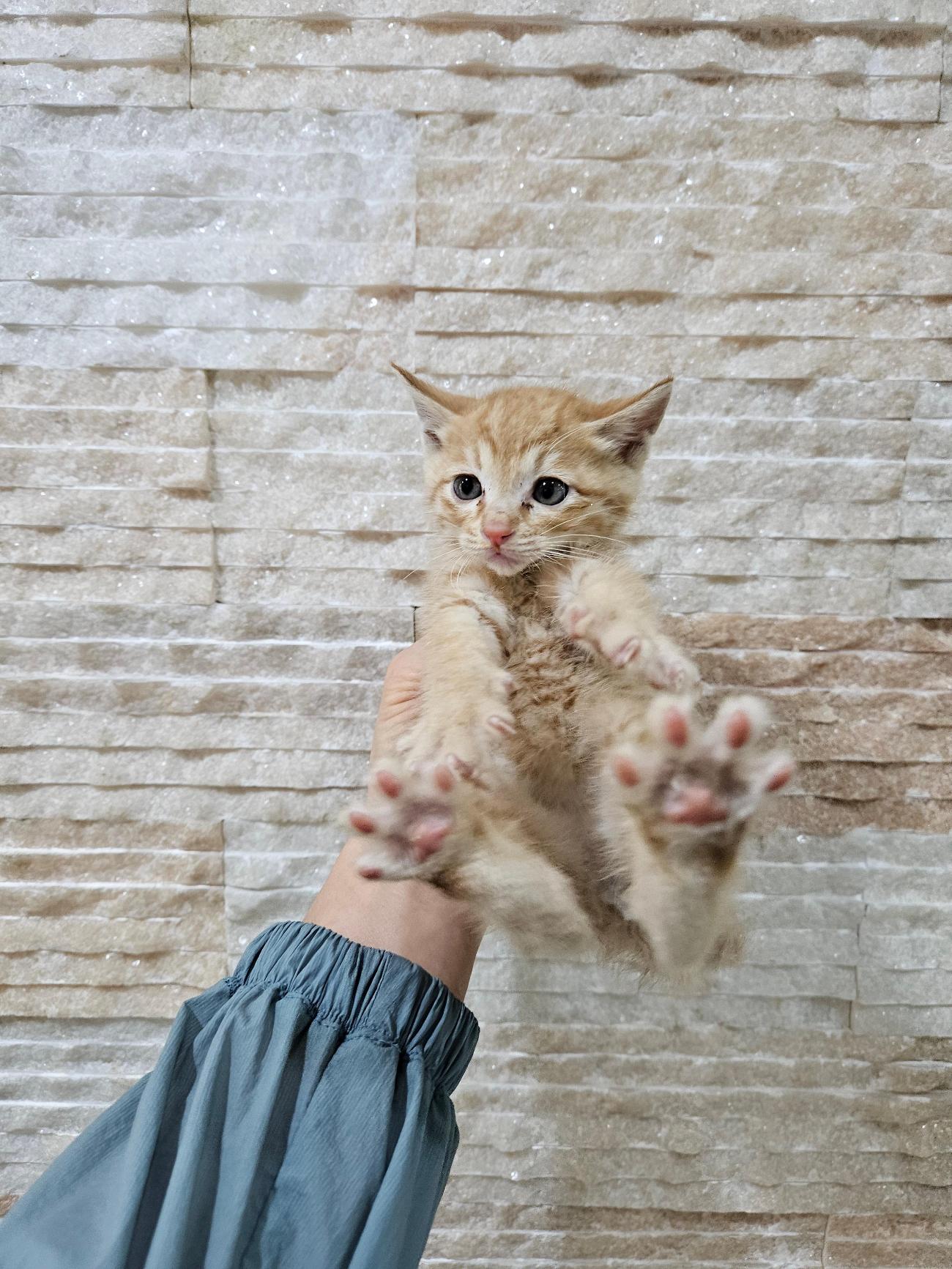 보호중 한국 고양이…