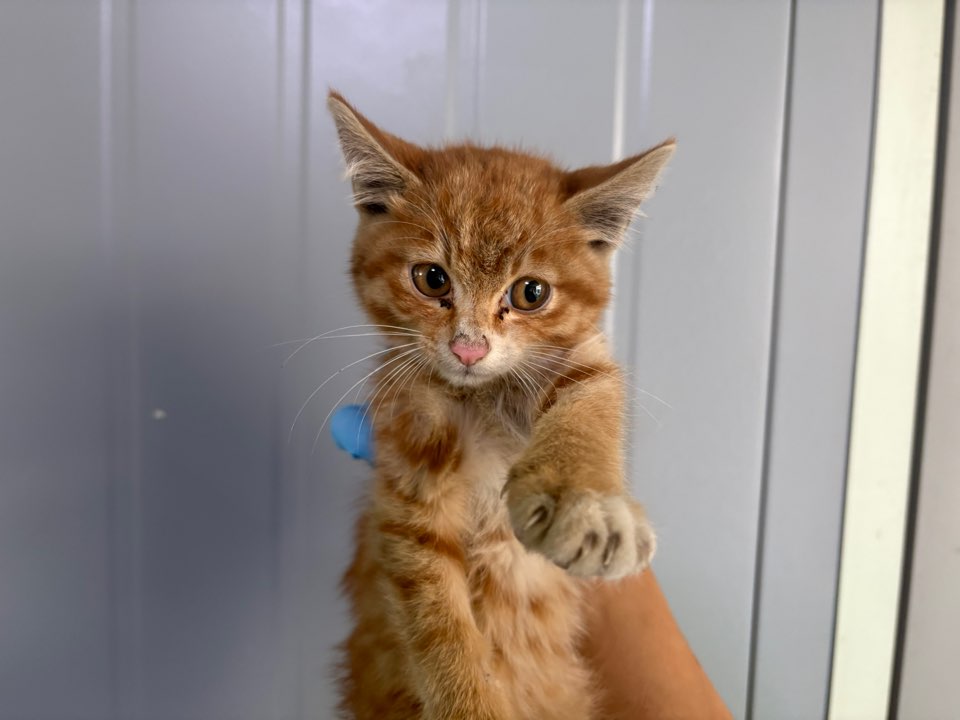 한국야생동물보호협회_441402202500603