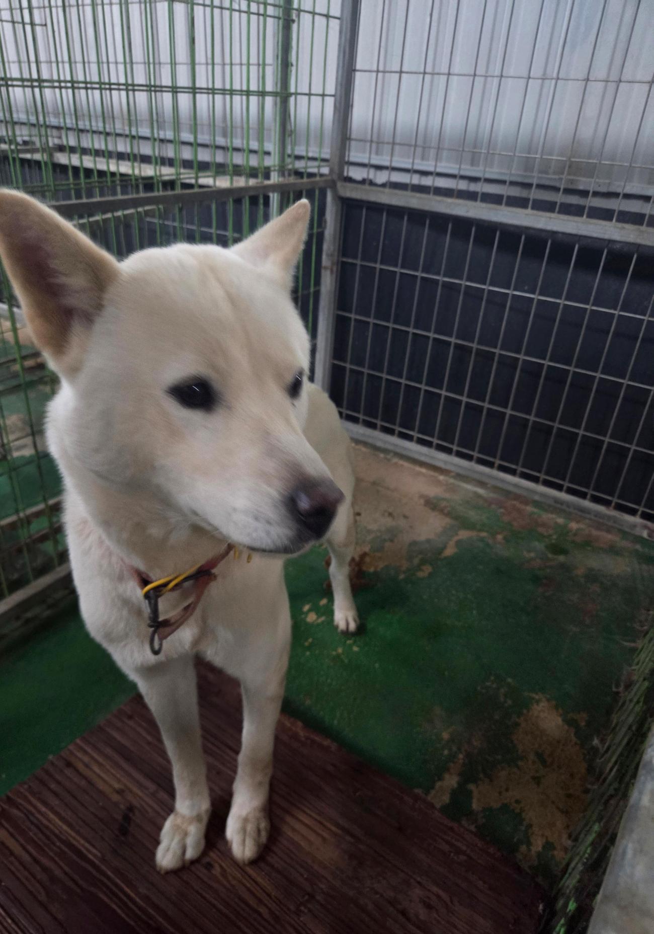 나주유기동물보호센터_446483202501775