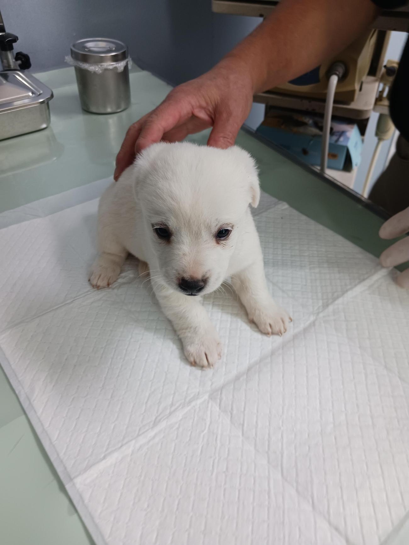 보호중 믹스견의 가…