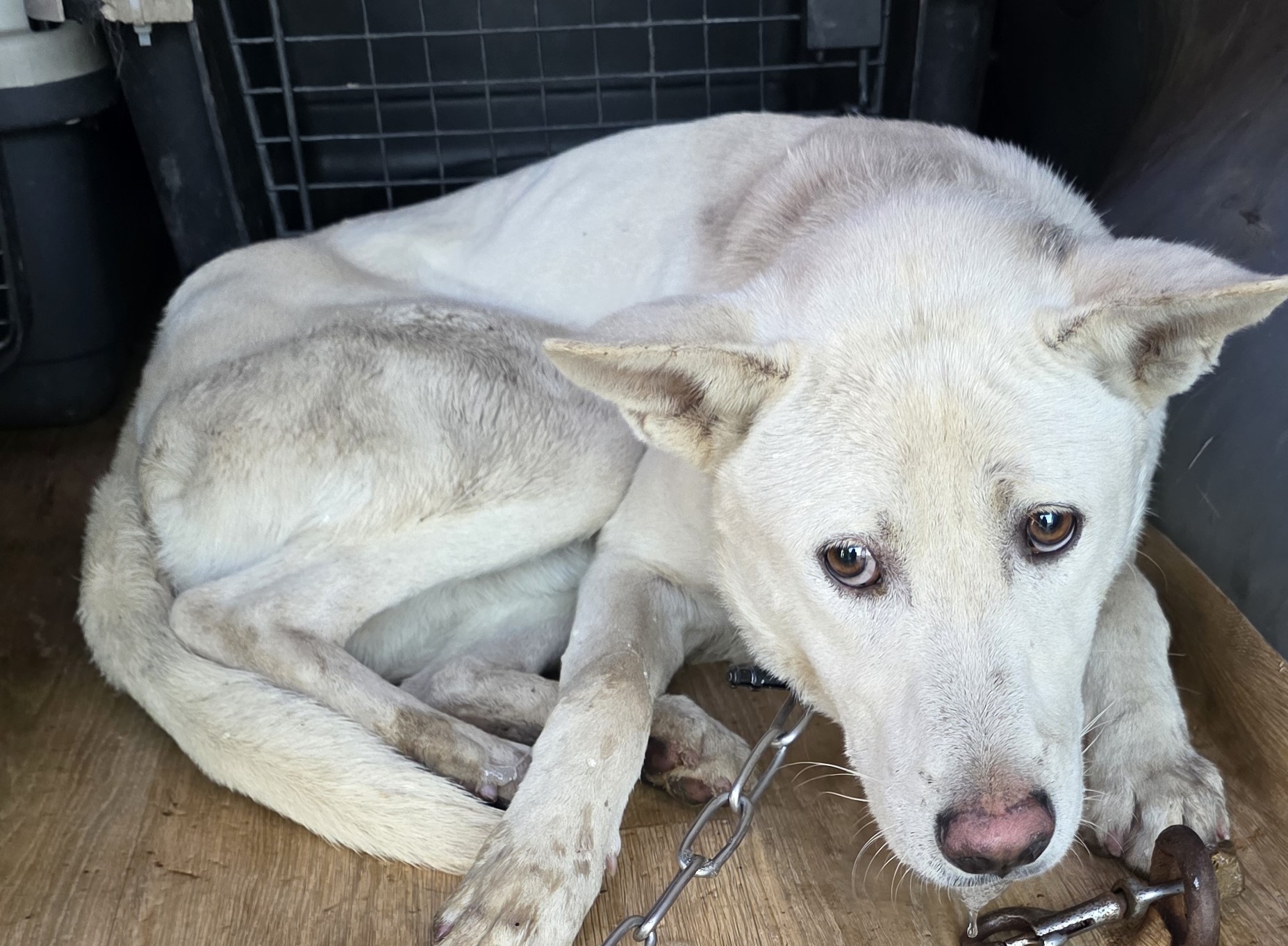 대구유기동물보호센터_427342202500835