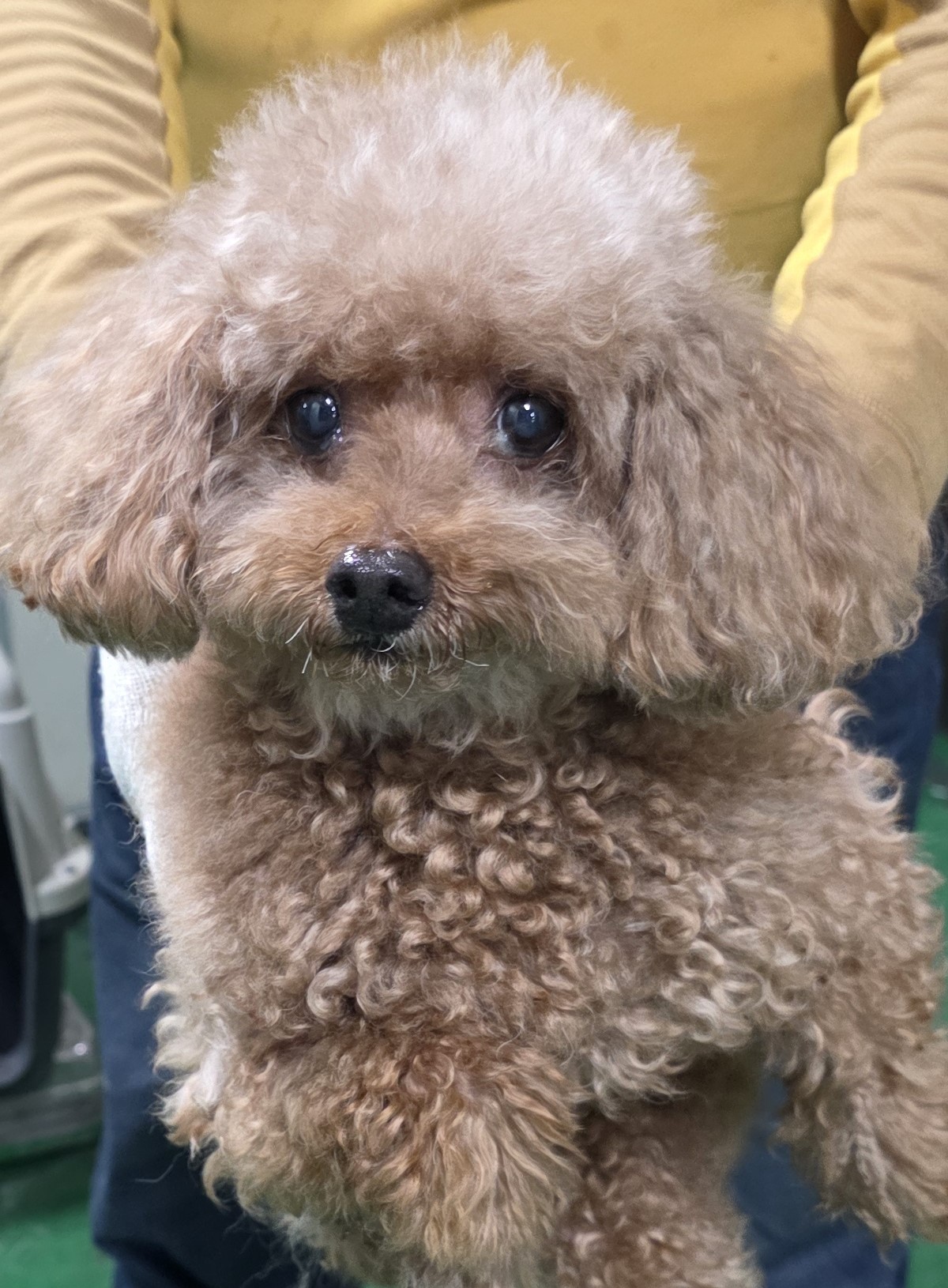 대구유기동물보호협회_427345202500653