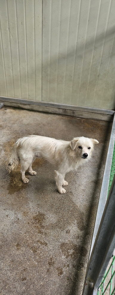 보호중 믹스견의 가…