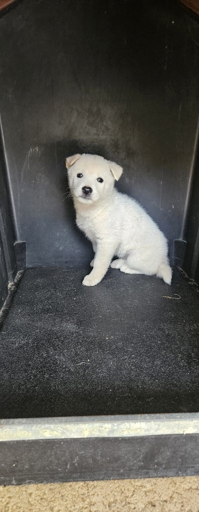 보호중 진도견의 가…