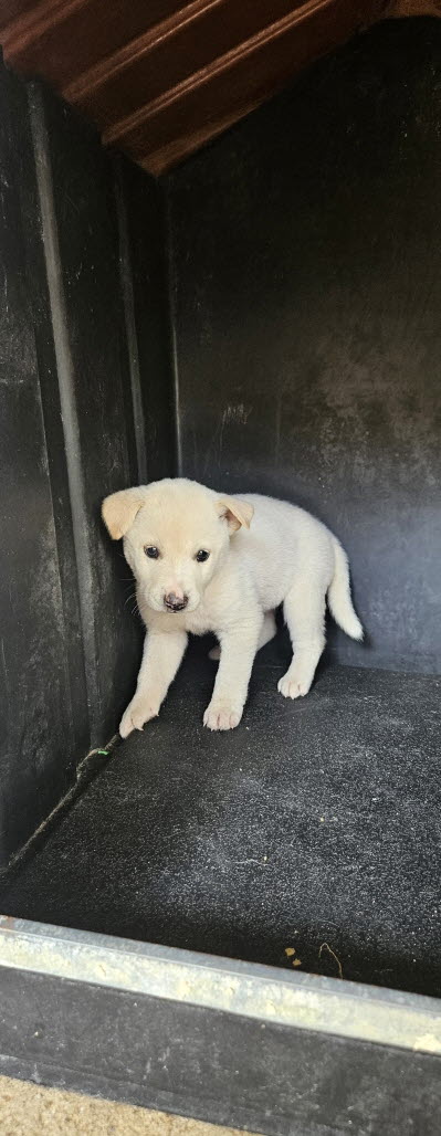 보호중 진도견의 가…