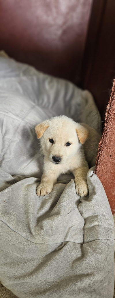 보호중 진도견의 가…