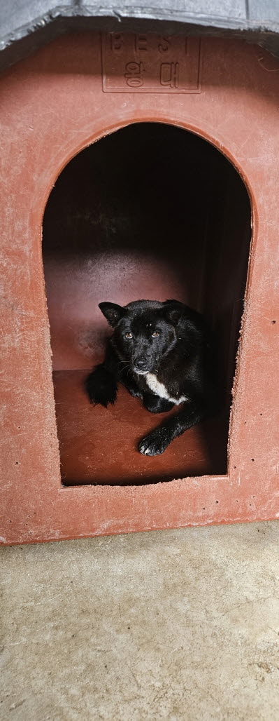 보호중 믹스견의 가…