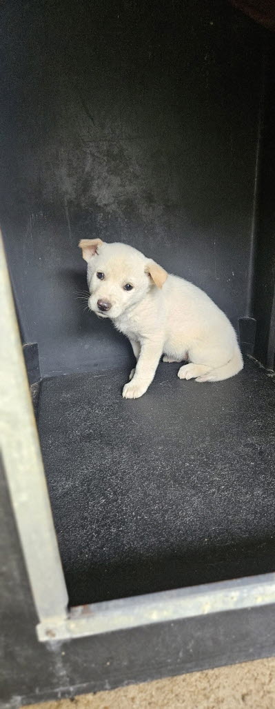 익산유기동물보호소_445468202502952