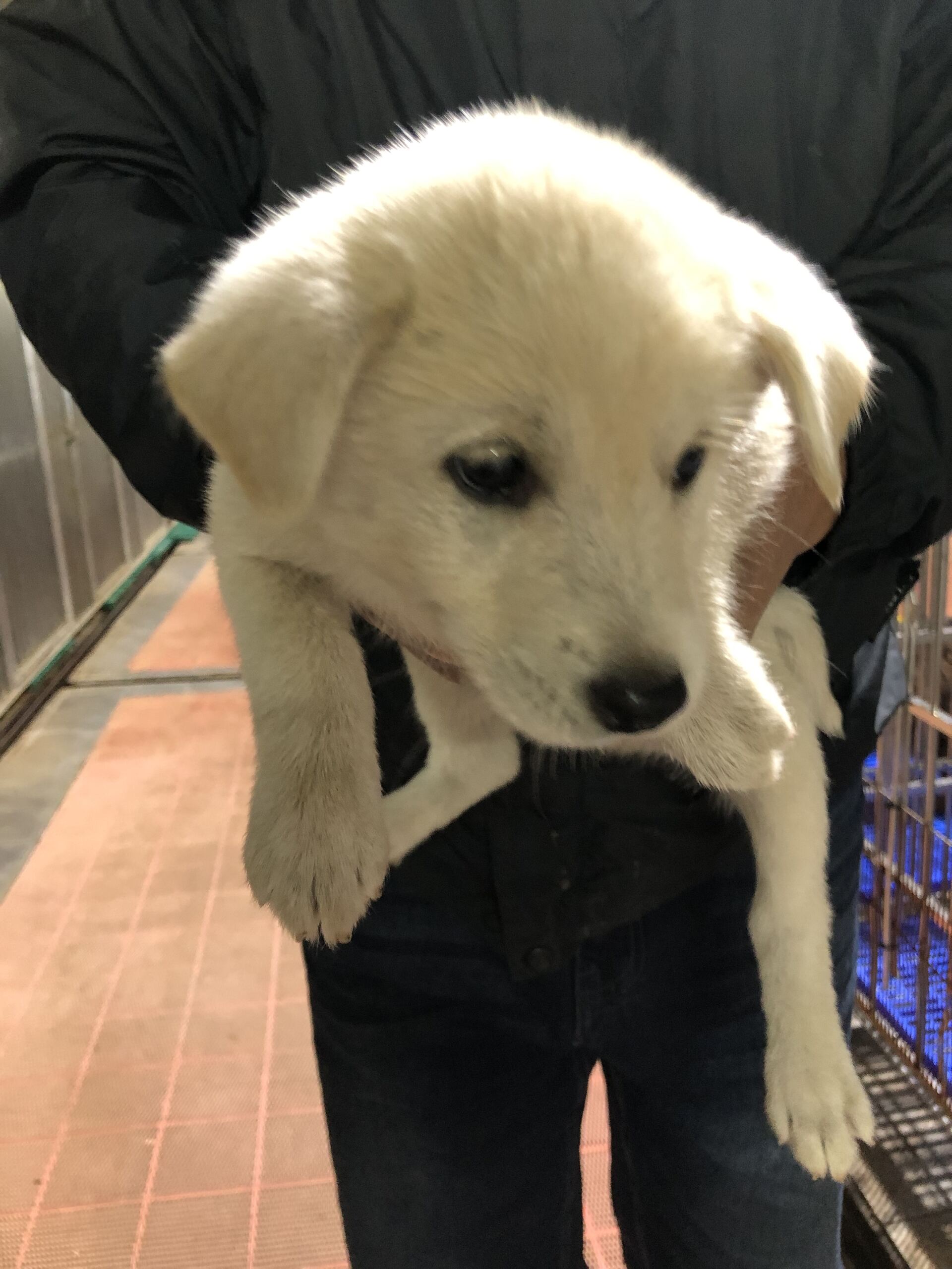 종료(자연사) 믹스…