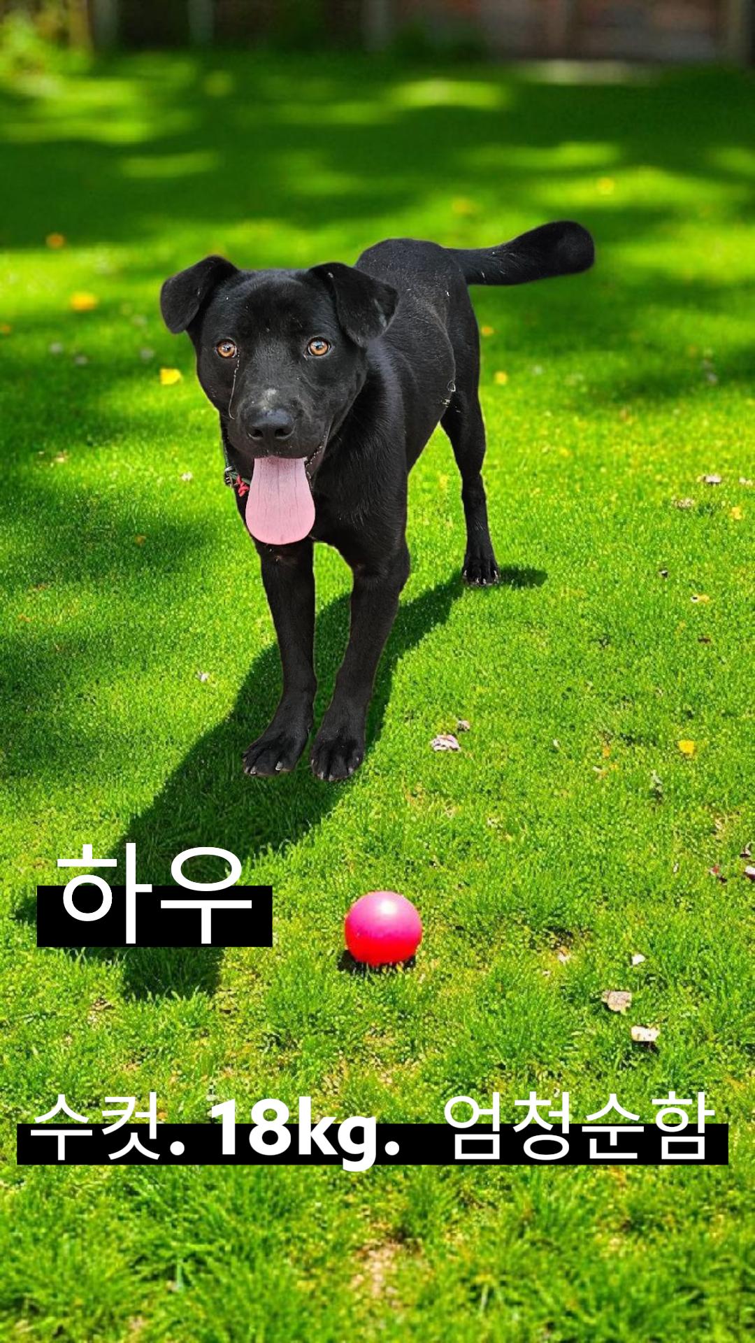 보호중 라브라도 리…