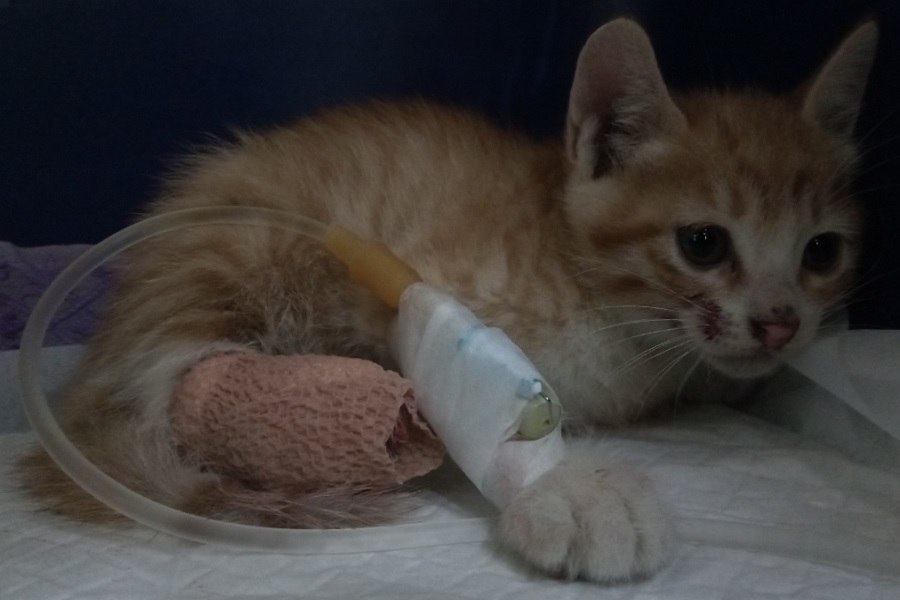 산타클라라동물병원_431372202500675