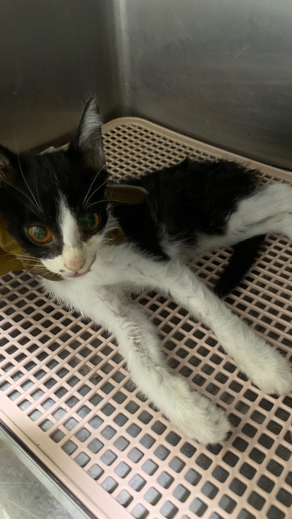 늘푸른동물병원_428354202501071