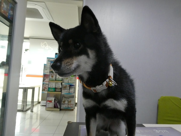 종료(반환) 시바의…