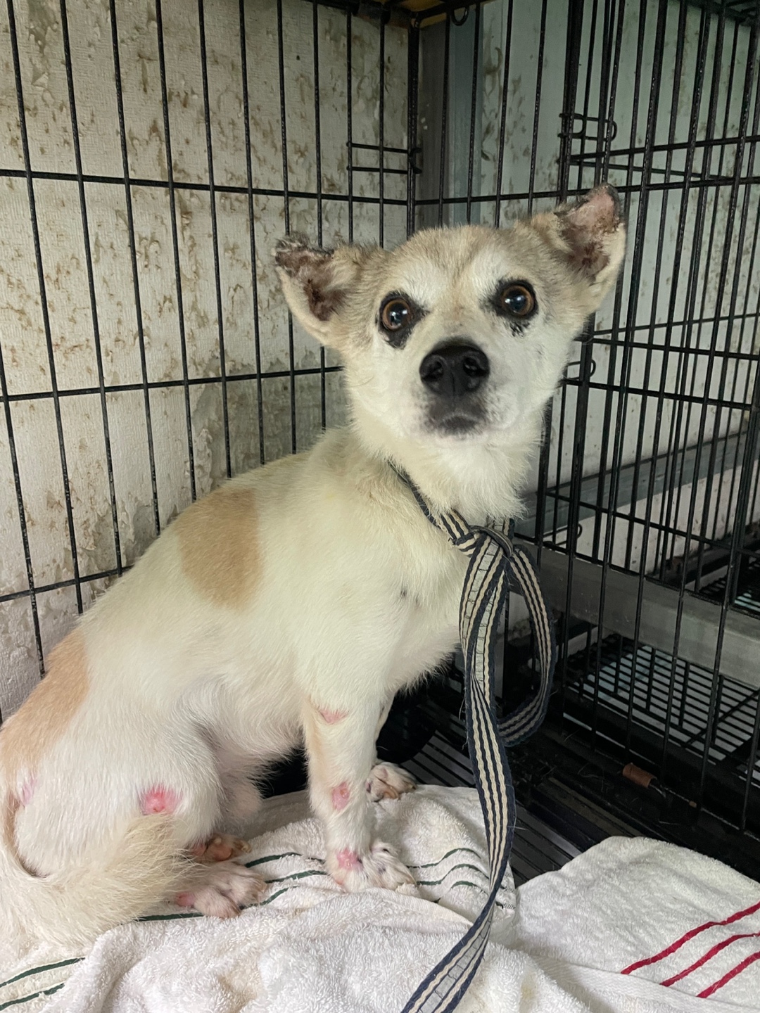 밀양시 동물보호센터_448536202500915