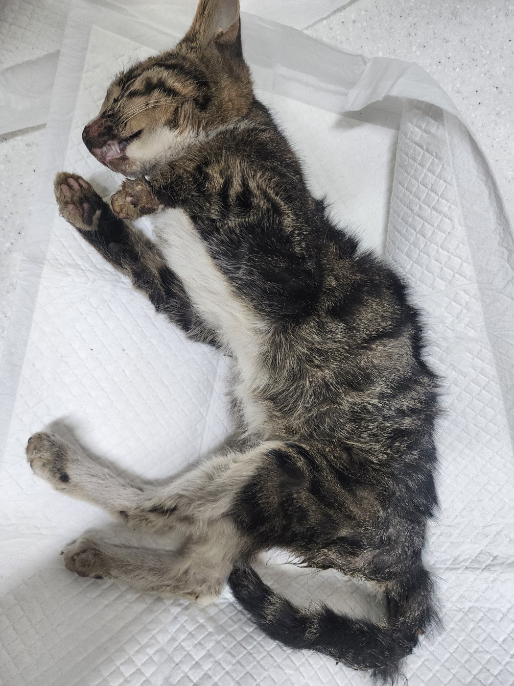 인천광역시수의사회_428353202500961