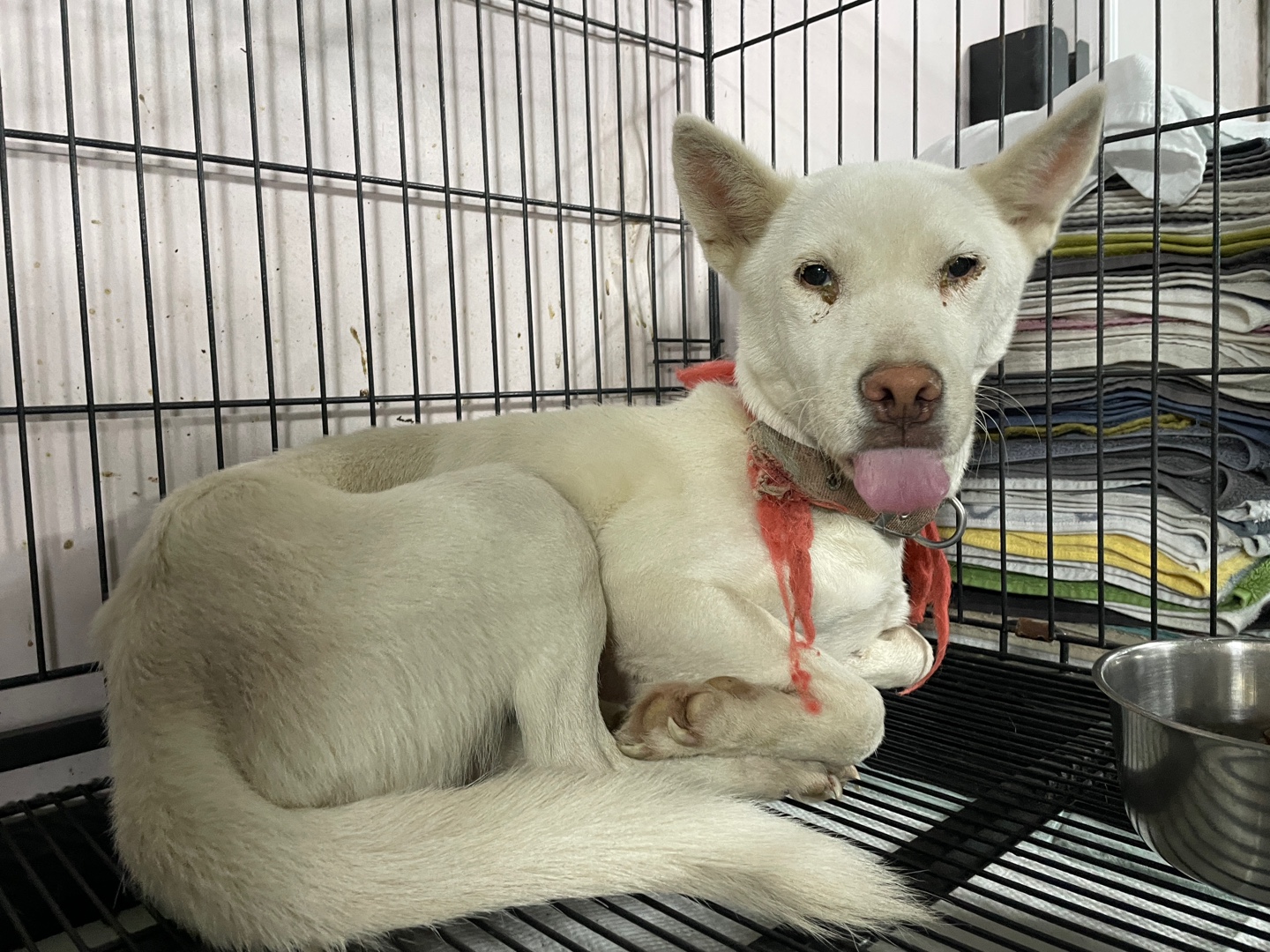 밀양시 동물보호센터_448536202500916