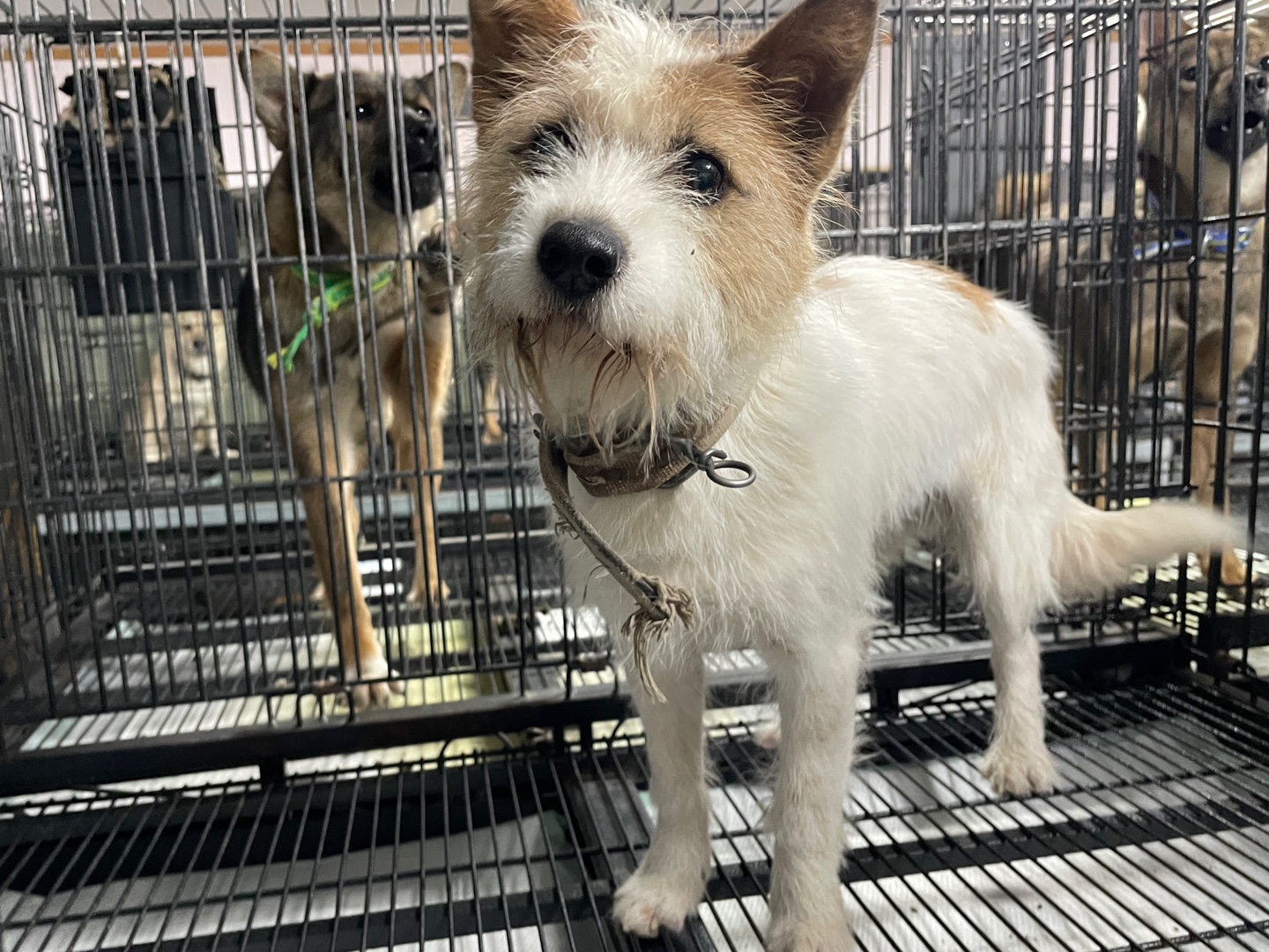 보호중 믹스견의 가…