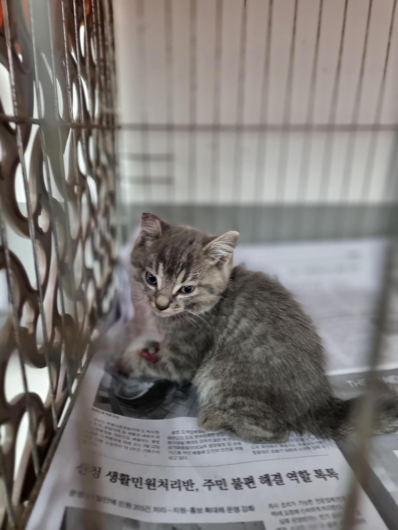 보호중 믹스묘의 가…