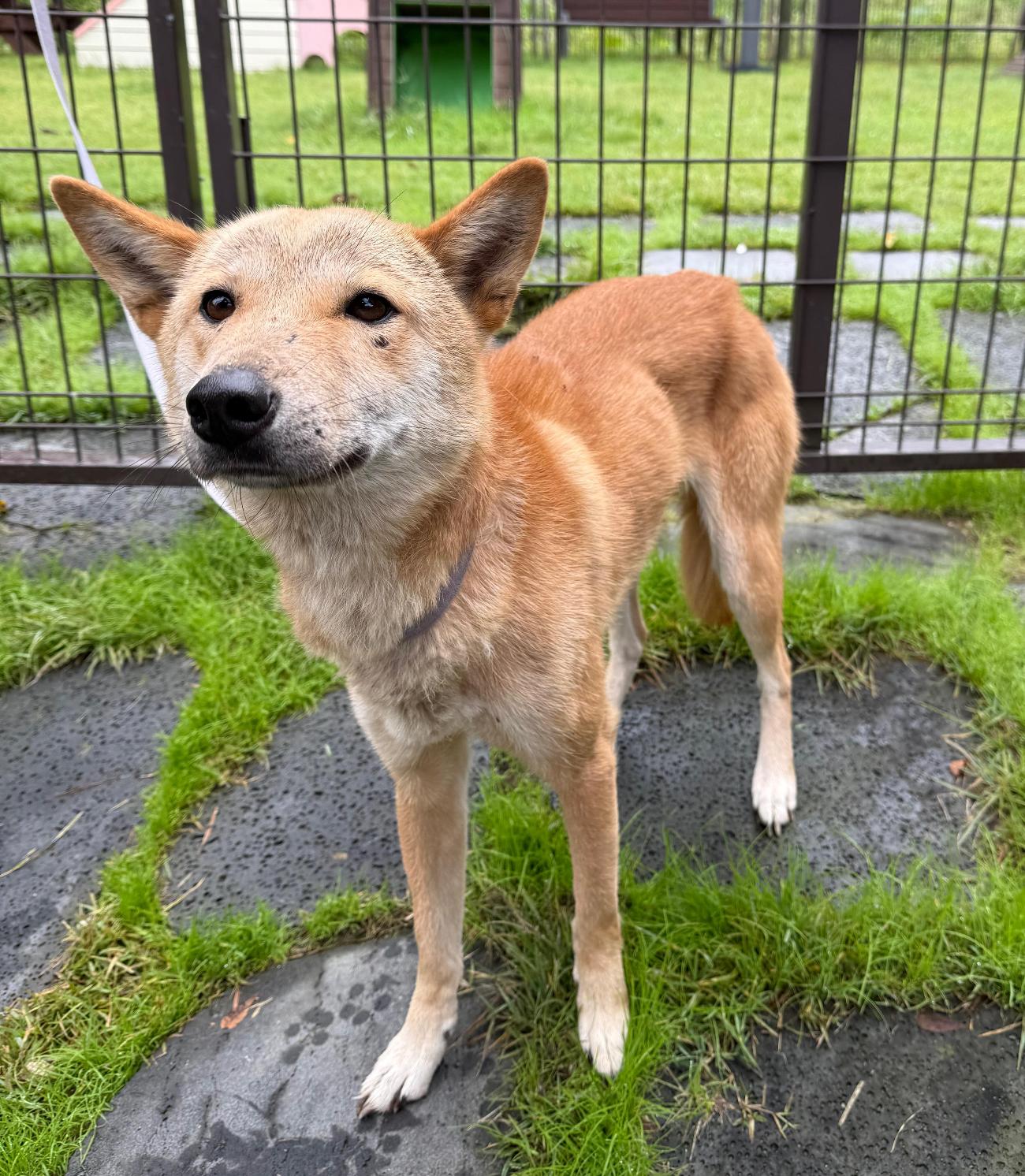 보호중 믹스견의 가…