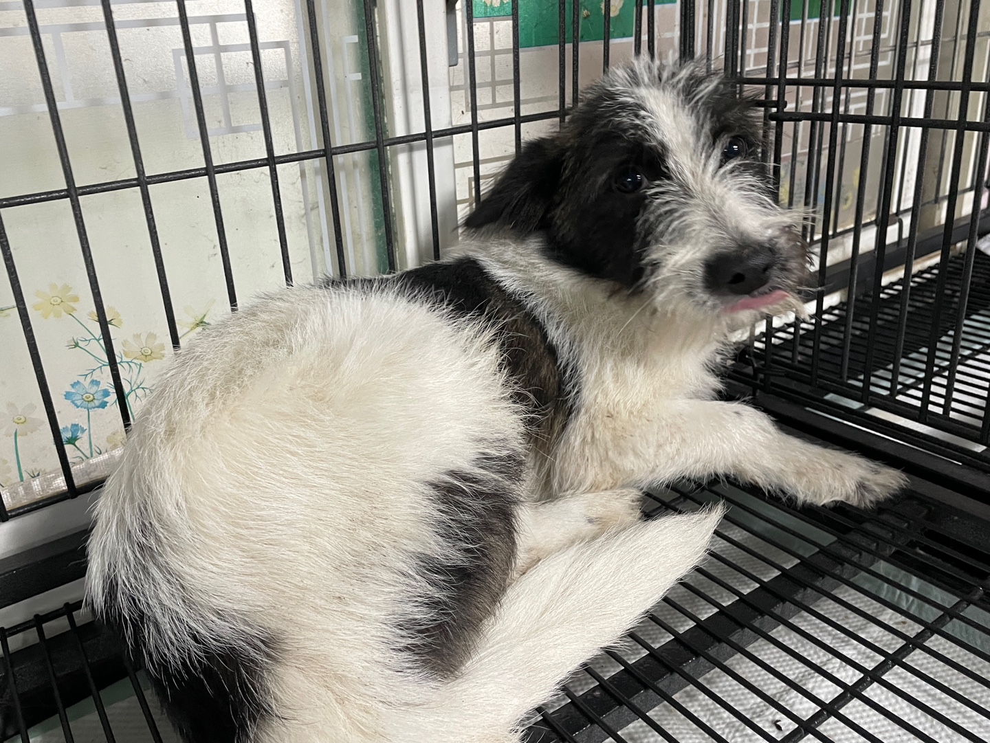 종료(입양) 믹스견…