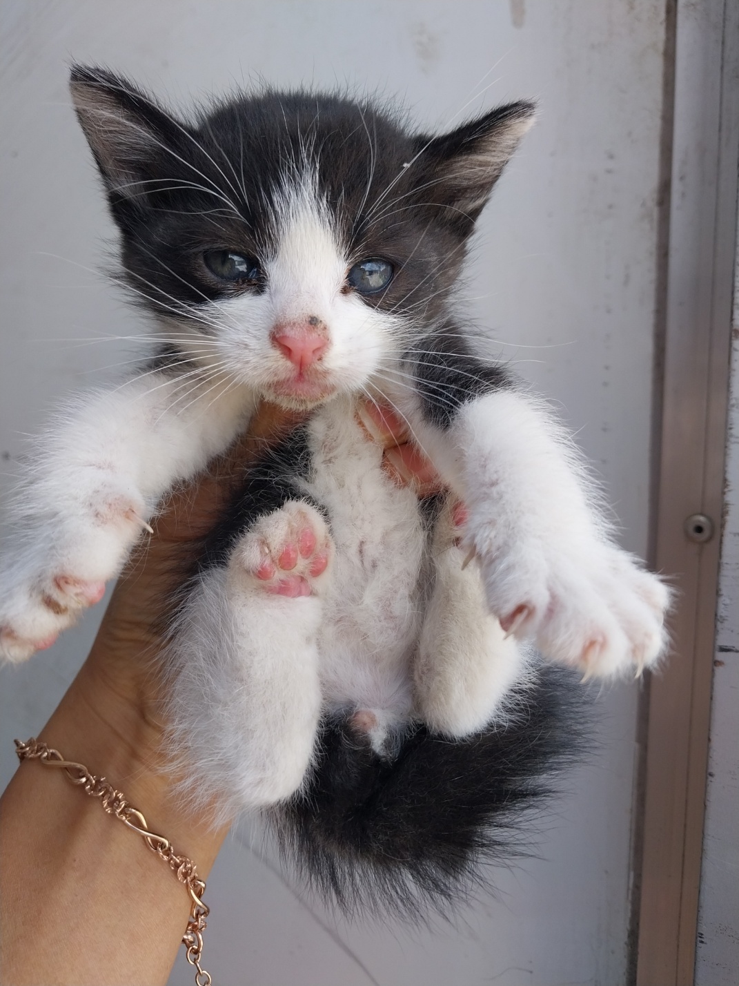 거제시동물보호센터_448537202501391