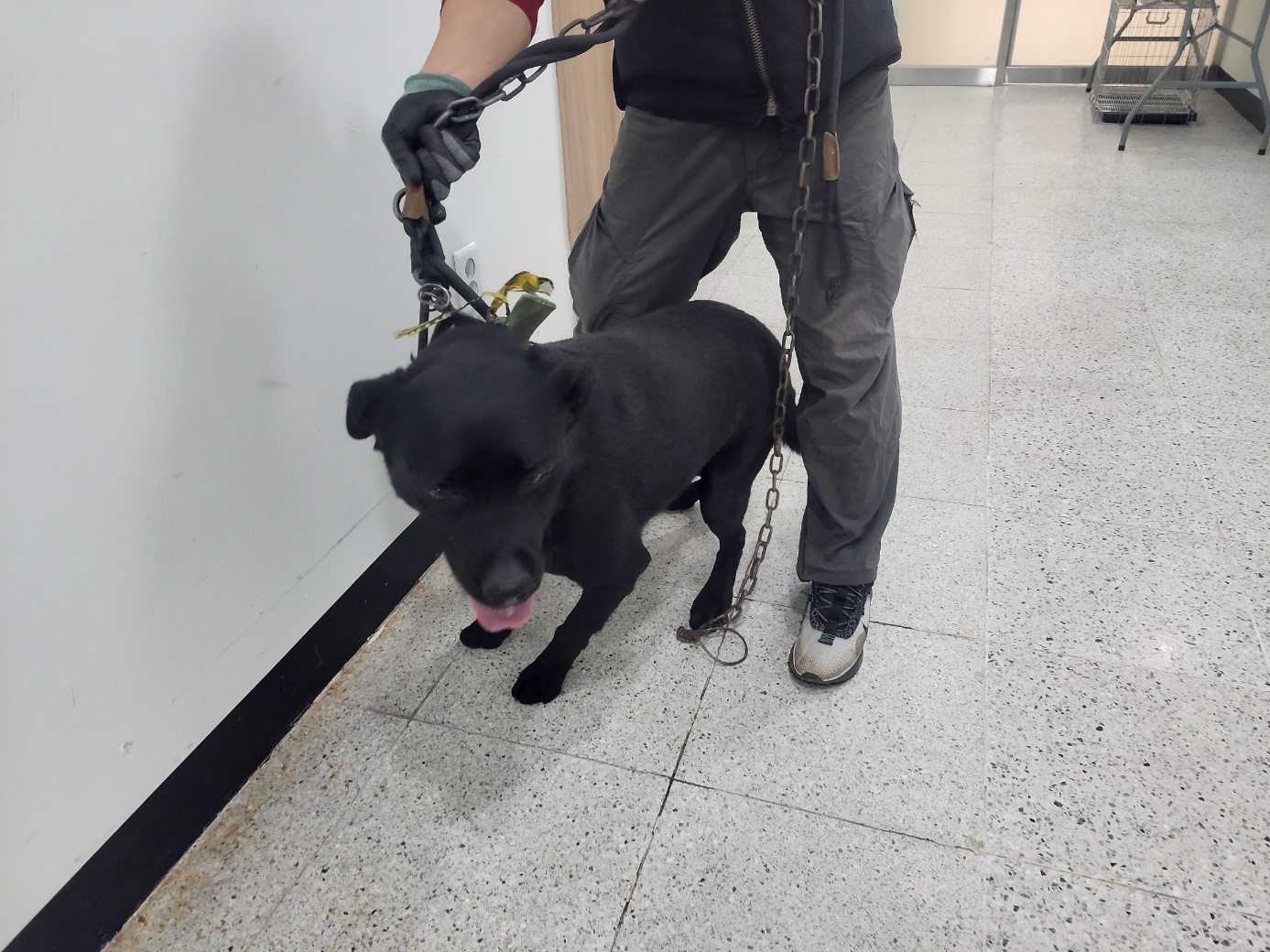 보호중 라브라도 리…