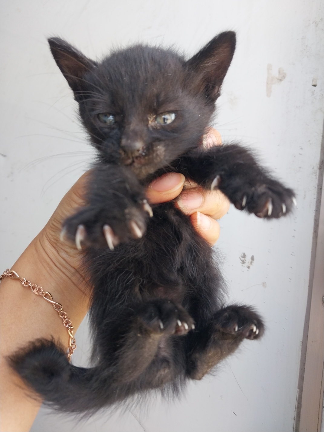 보호중 한국 고양이…