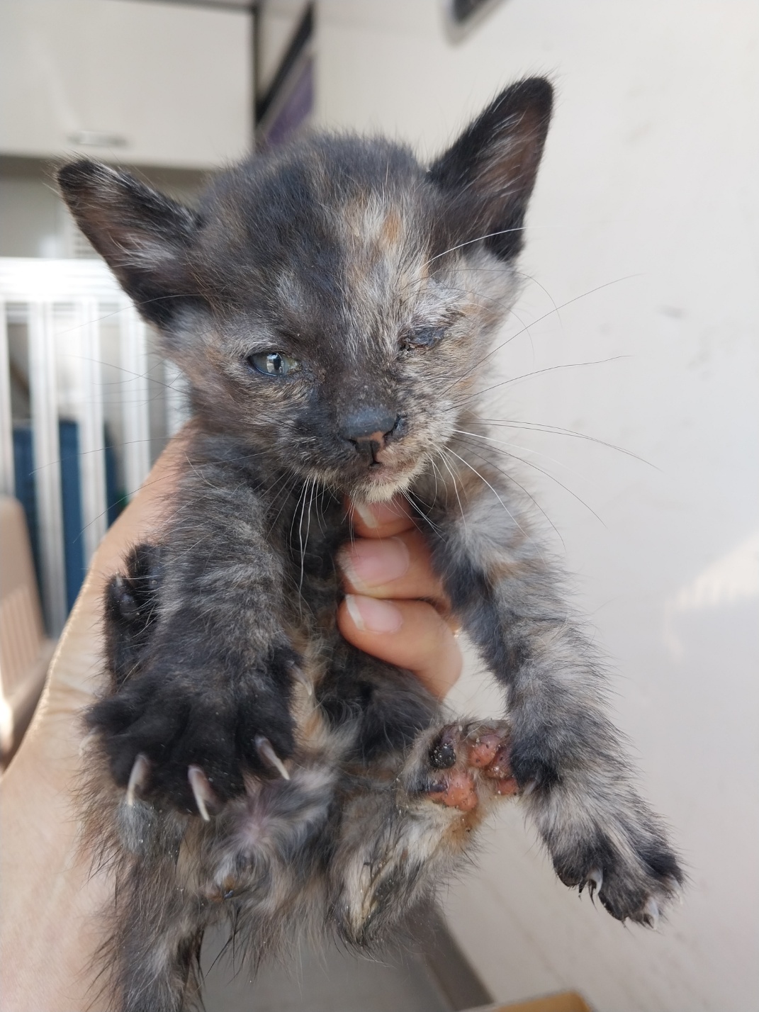 종료(자연사) 한국…