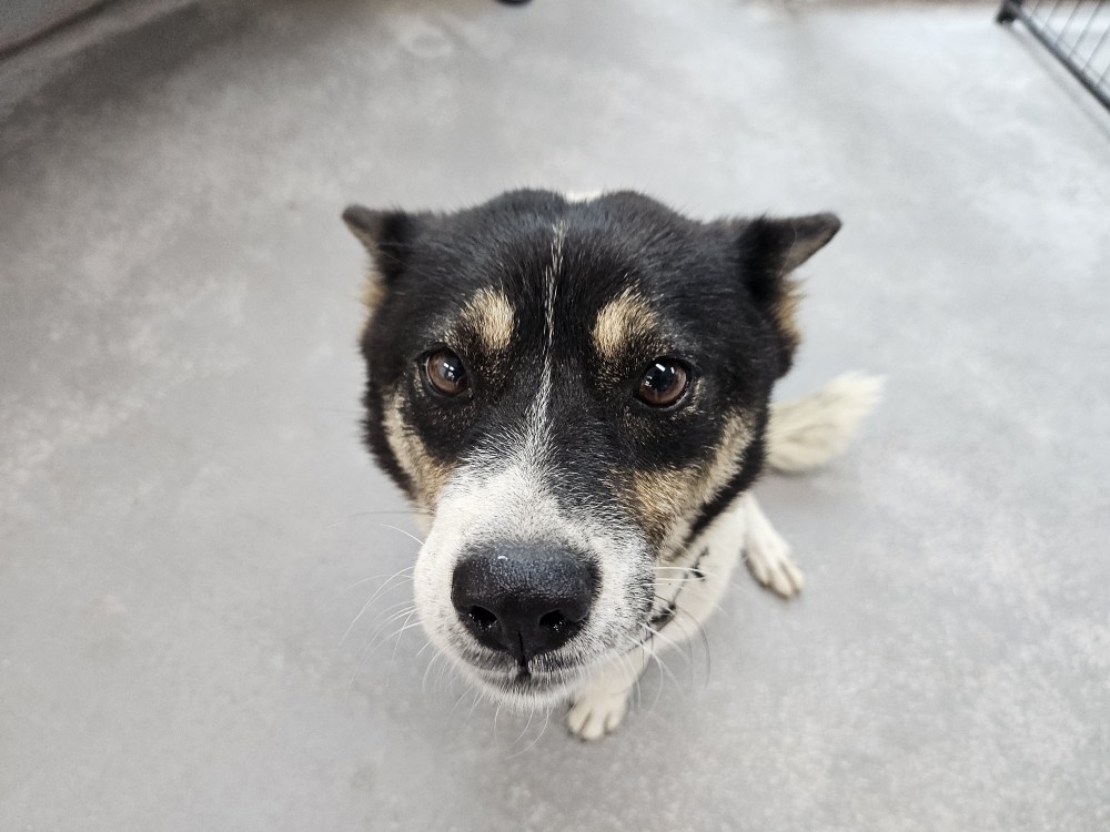 광주동물보호센터_429363202500899