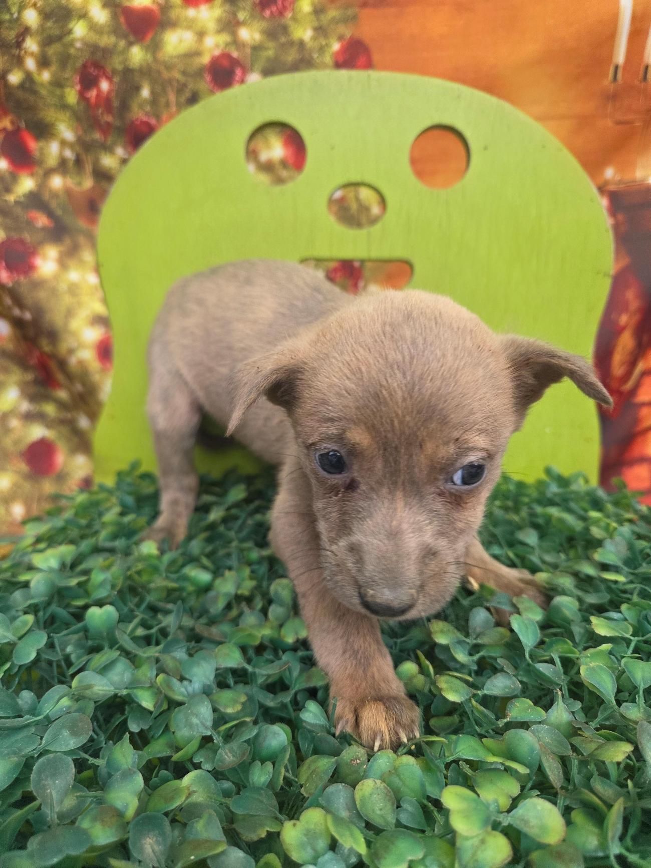 보호중 믹스견의 가…