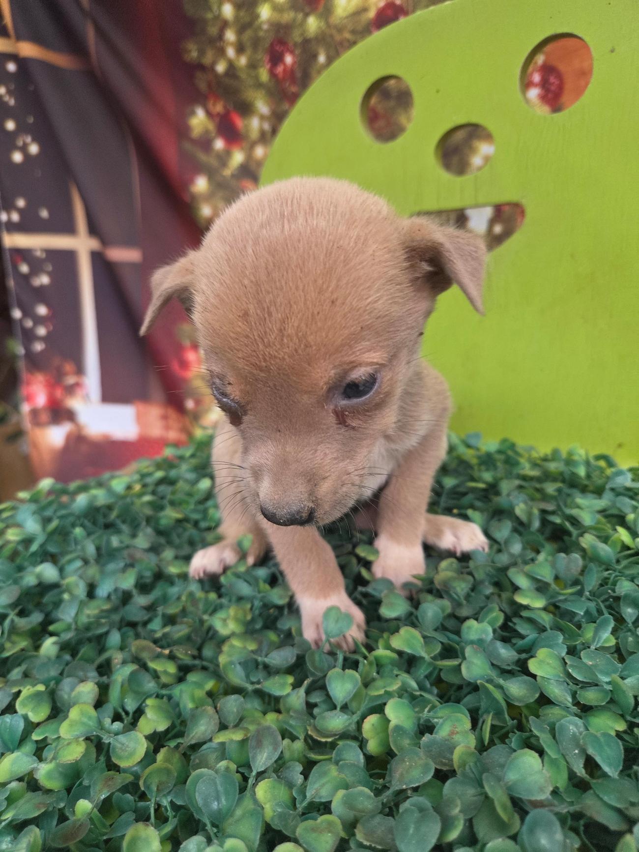 종료(자연사) 믹스…