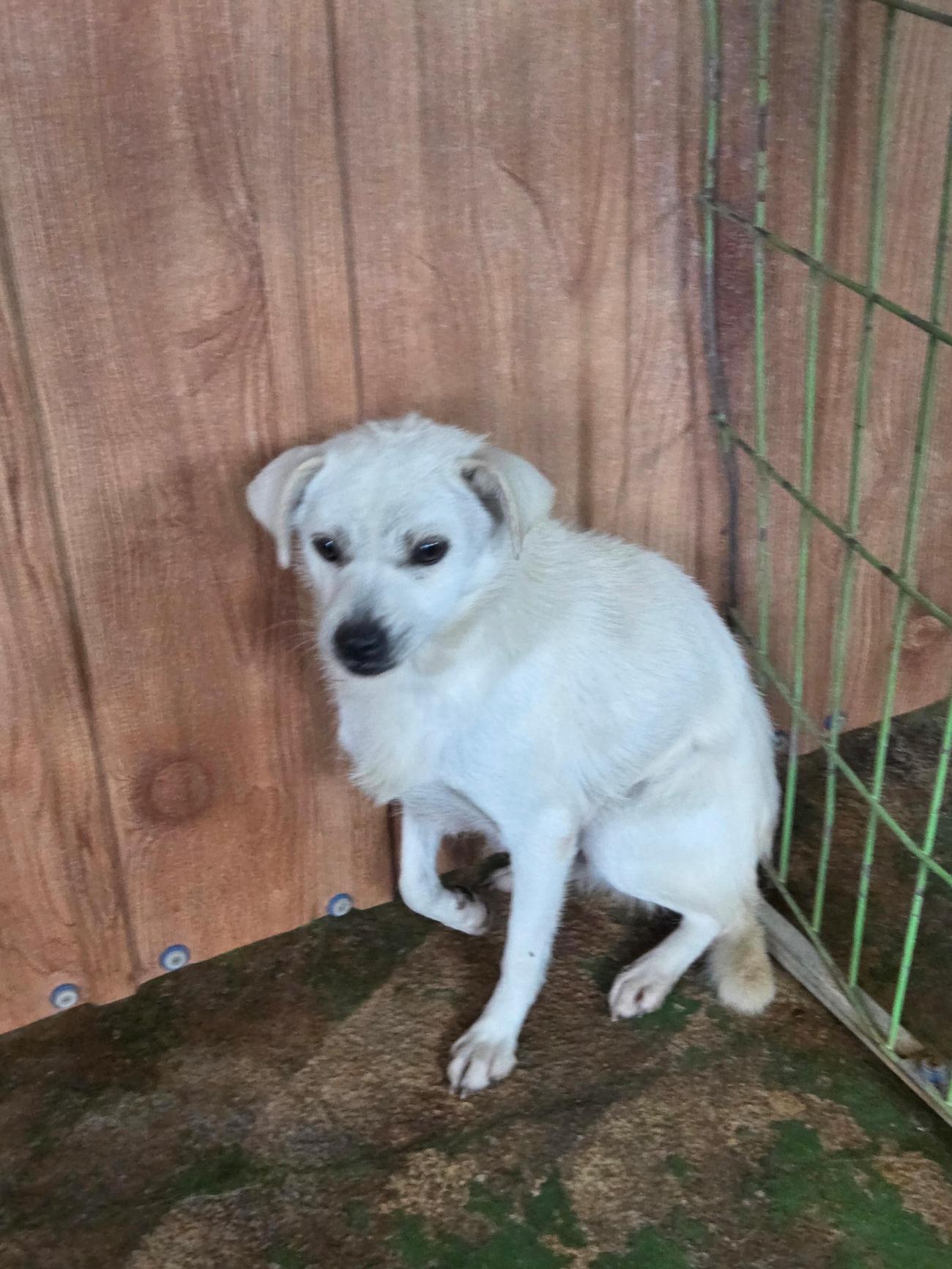 종료(자연사) 믹스…