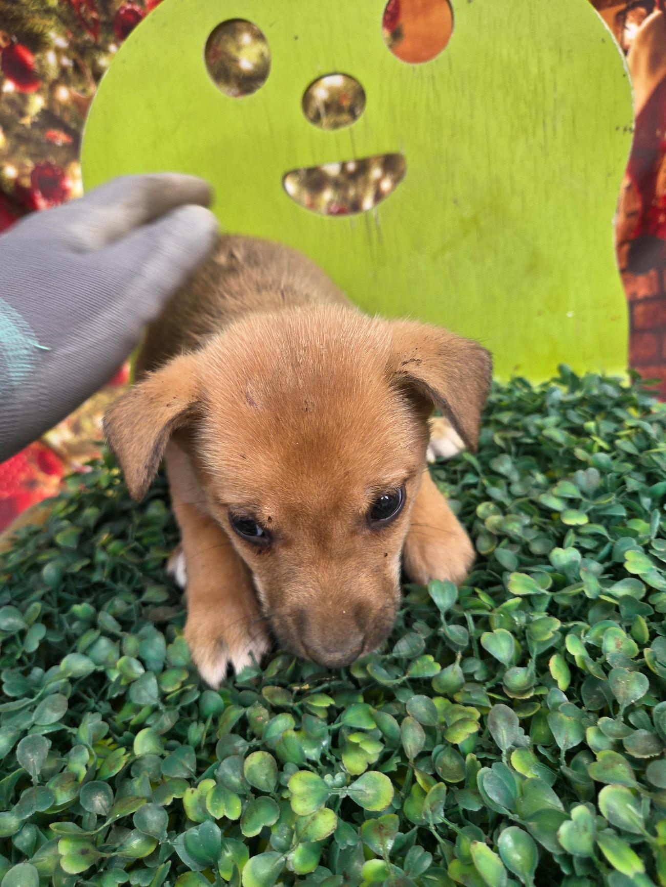 보호중 믹스견의 가…