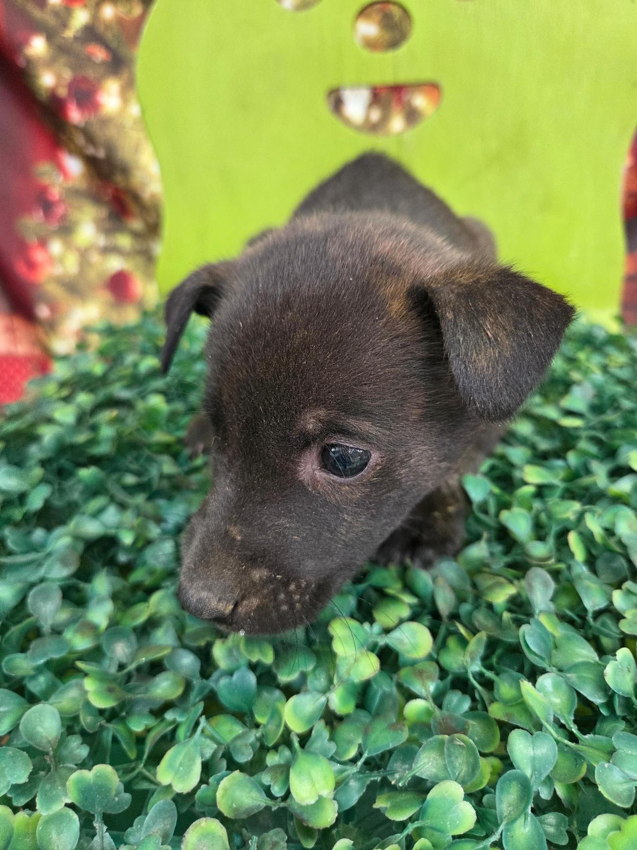 종료(자연사) 믹스…