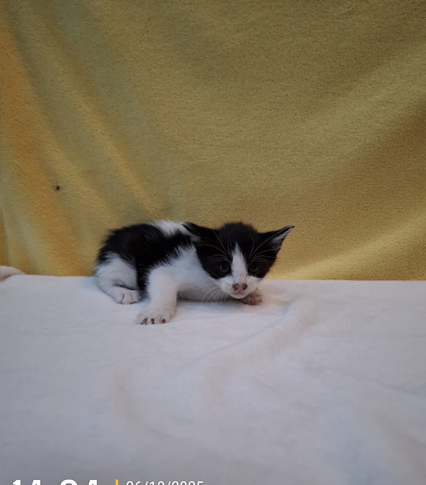 종료(자연사) 믹스…