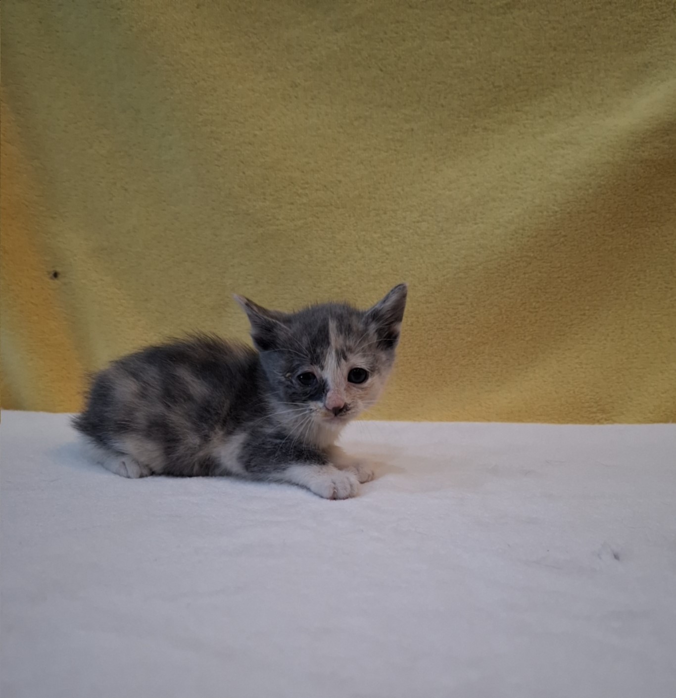 종료(자연사) 믹스…