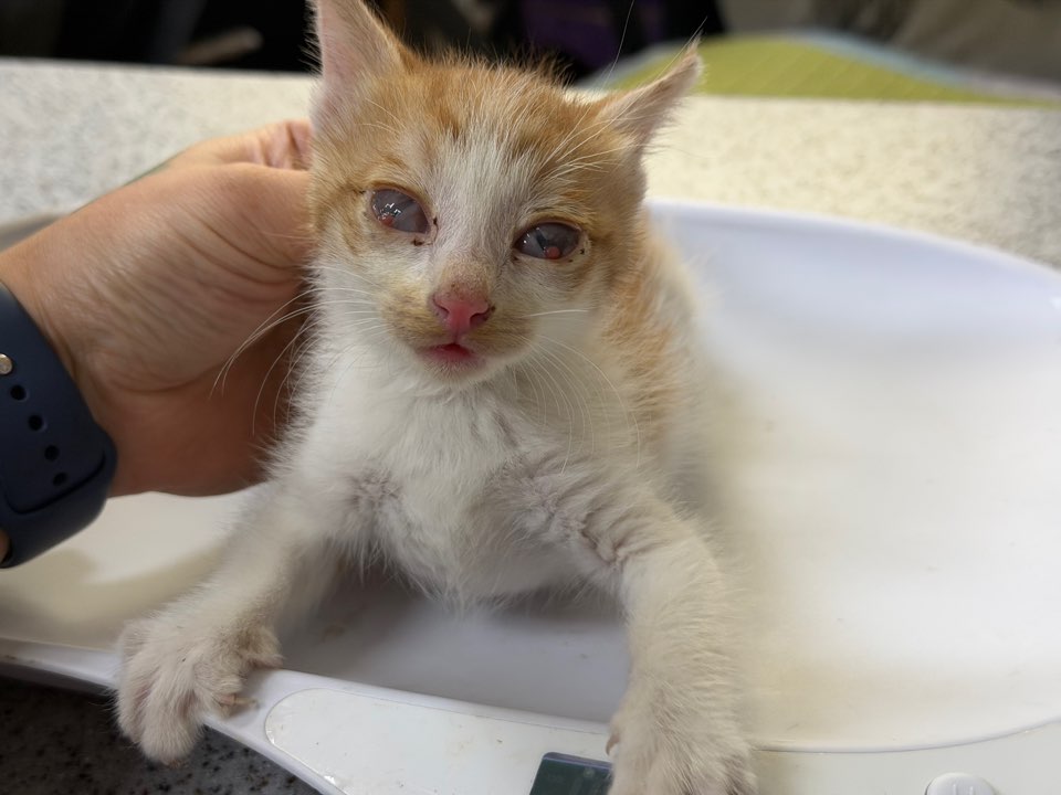 광주동물보호센터_429362202500813